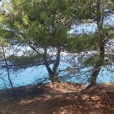 Pine Trees, Beach And Sea