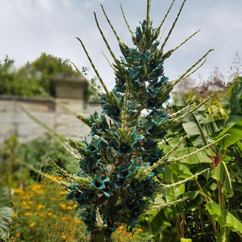 (Puya raimondii) Photo of the closeup of buds, sepals and receptacles of Queen of the Andes 