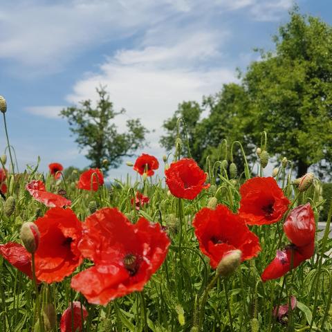 Beautiful Red Poppy Field | Free Photos - Photos777.net