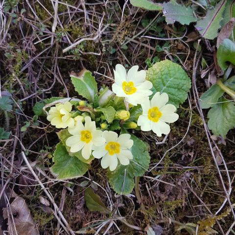 Free Wallpaper - Primula vulgaris 