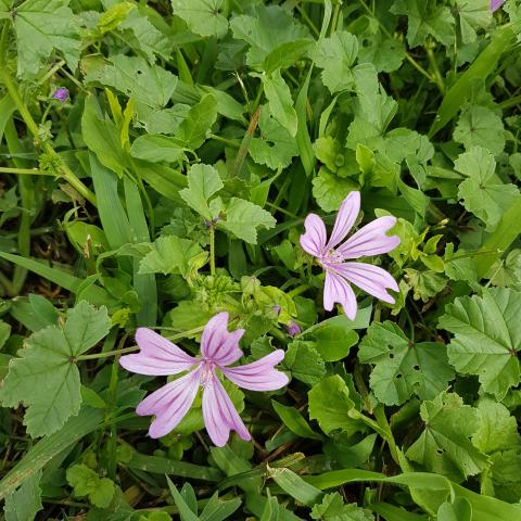 Purple Flowers - Malva sylvestris