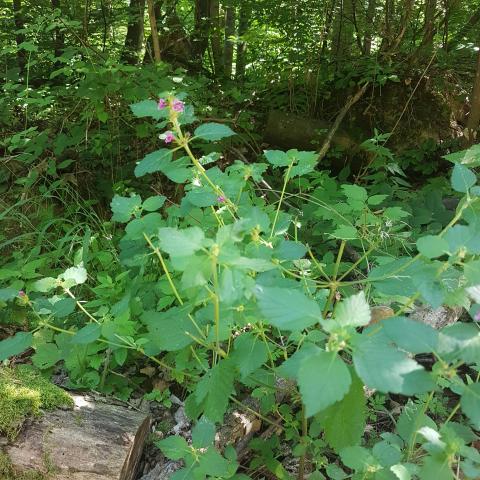 Purple forest flowers