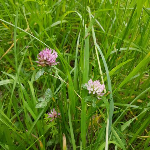  Trifolium pratense - Traditional Medicinals Red clover