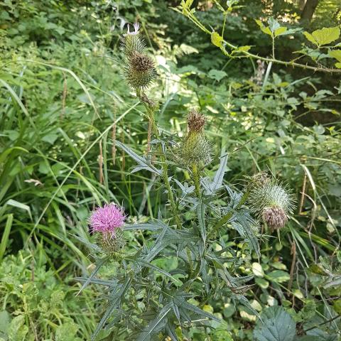 Silybum marianum