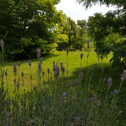 Fine Lavender/ Lavandula officinalis