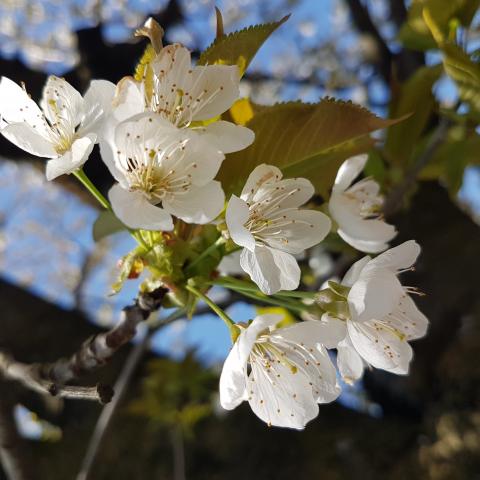  Spring cherry blossom, spring background 