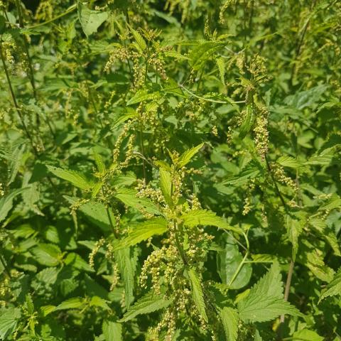 Free images - Stinging nettle (Urtica dioica)