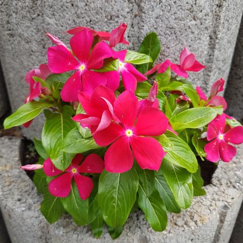 Sunpatiens 