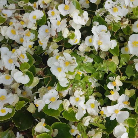 SunPatiens 'White' - 