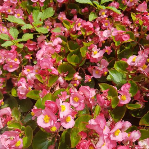 'SunPatiens® pink Colours'