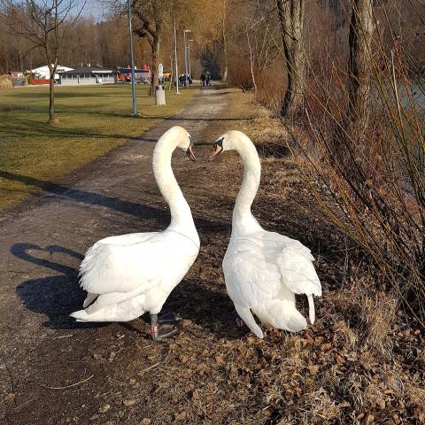 Swans - Elegant birds with white long necks 
