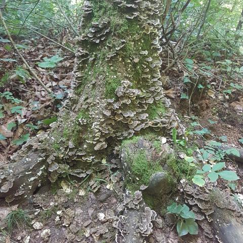 Mushrooms on the tree