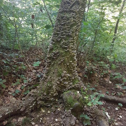 Tree Mushrooms