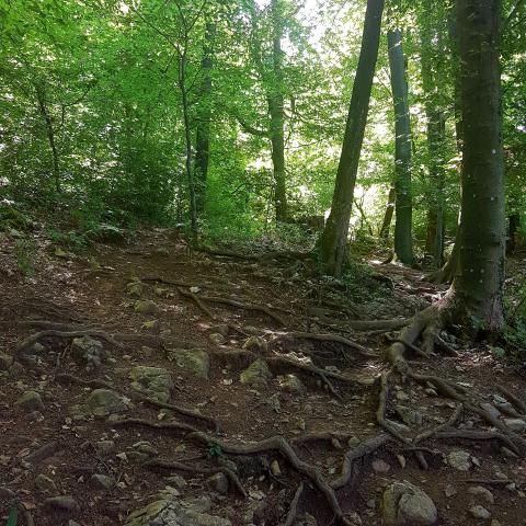 Tree root forest