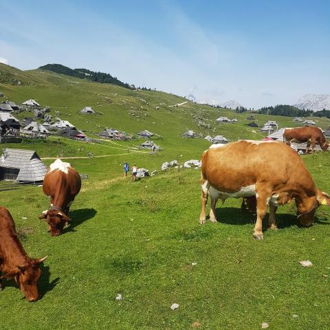 Velika Planina Slovenia - 5,000 feet (1,524 meters)