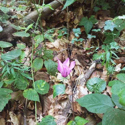 Violet flower  Cyclamen, purple flowers in wild nature