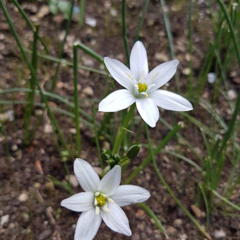  Wallpapers - spring flowers wallpaper nature - All free download 