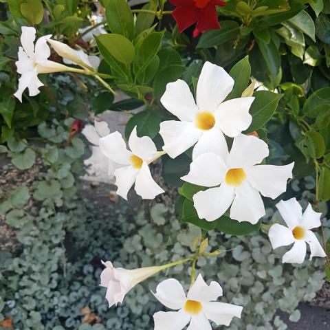 White flowers Plumeria, Champa (White) - Plant
