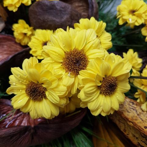 Yellow Daisy Flowers