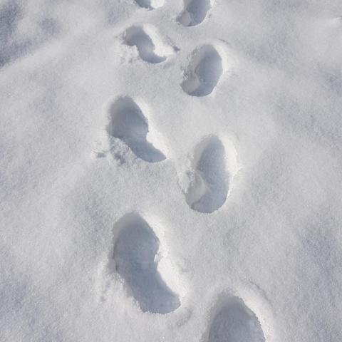 Winter follows in the snow