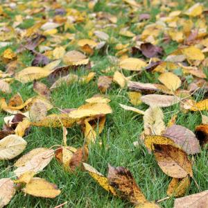 Fall leaves - Do leaves die when they fall?