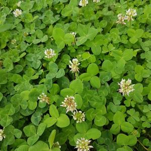 White Clover - Pictures Free