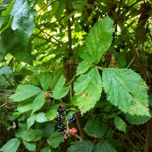 Blackberries 