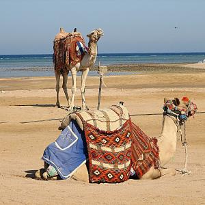 Camel on a sand of beach in Egypt