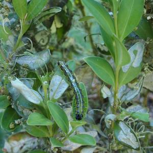 Caterpillars are typically voracious feeders and many of them are among the most serious of agricultural pests