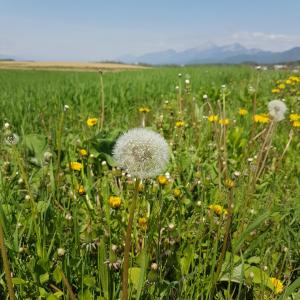 Are all dandelions good to eat?