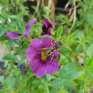 European Common Wasp (Vespula Vulgaris) - Free Photos Download 