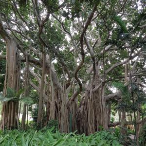 Amazing trees - Ficus benghalensis - Brisbane City Botanic Gardens 