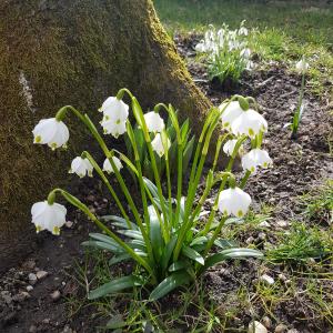 Galanthus nivalis ‘Flore Pleno’ (Low House Wood, Armathwaite) - Free Download
