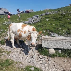  Big pasture in Velika Planina Slovenia
