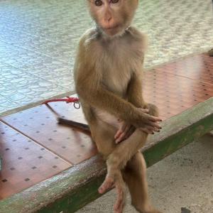Monkeys on Phuket