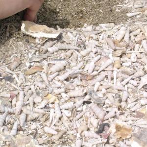 Cemetery shells Ankaran