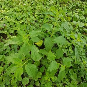 Stinging Nettle (Urtica dioica)- Free Images