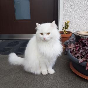 The Wonder of White Cats - Free photos