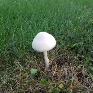 White fungi in grass 